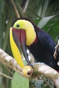 Dyr i lejligheden eller i nærheden