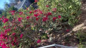 ein Busch voller roter Blumen im Garten in der Unterkunft Departamento cómodo in La Banda