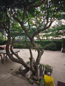 a tree with many branches in a park at Mangalore BeachFront Villa in Mangalore +8 photos