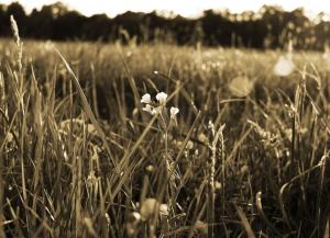 ein Feld aus hoher Wiese mit weißen Blumen darin in der Unterkunft Landhotel Eichenkrug in Groß Breese