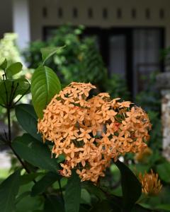 Κήπος έξω από το Cewin's Homestay