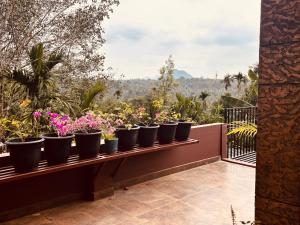 una fila de macetas en un balcón en tanis homestay, en Jāmb