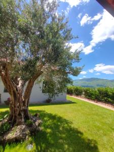 ein Baum im Garten mit grünem Rasen in der Unterkunft La Casa del Fungo in Montalto Uffugo
