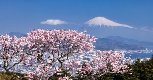 aakura tree with a mountain in the background with at KAMENOI HOTEL Yaizu in Yaizu