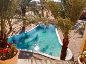 een uitzicht over een zwembad met een palmboom bij Paloma Camp in Siwa