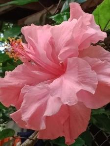 Vườn quanh The Crown