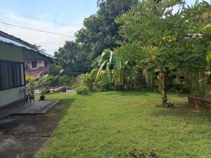 a yard with a tree and a house at White Shell in Tangalle