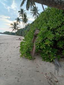 Un paisaje natural cerca de la casa de huéspedes