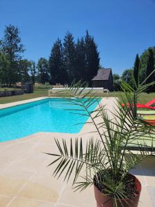 Una planta en maceta junto a una piscina. en Maison du parc - Château de Musigny, en Musigny