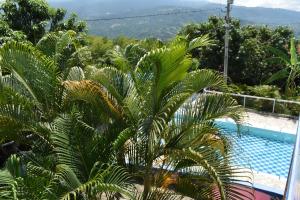 eine Palme vor einem Pool in der Unterkunft Finca el Paraiso Casa Loma, Tena in Tena