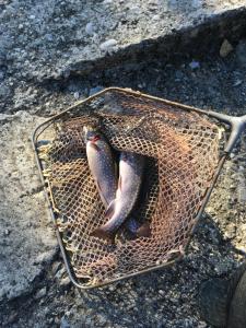 Les Asphodeles chambre familiale Lilah في سانت هيبوليت - دو - فورت: سمكتان في سلة على الأرض