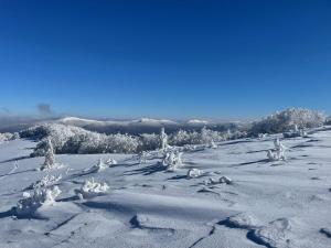 Błyszczowe Berce durante el invierno 25 fotos más