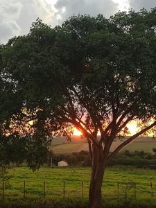 un albero in un campo con il tramonto sullo sfondo di Hotel Tamboril a Barra Bonita