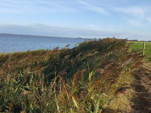 ein Feld hohen Grass neben einem Wasserkörper in der Unterkunft Exclusive Retreat with Spa - By Traum Ferienwohnungen in Rømø Kirkeby + 36 Fotos