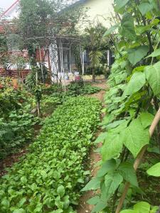 a garden with a lot of green plants at Cozy Haven Nest - Không gian mở, đầy ánh sáng in Yên Bái