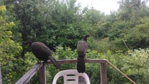 due uccelli seduti sopra una sedia di Isla La Paz a Tigre