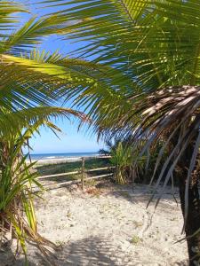 una palma su una spiaggia con l'oceano sullo sfondo di Chalé pé na areia e vista Mar a Ilhéus