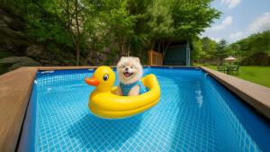 een hond in een rubberen eend in een zwembad bij Gapyeong Santa Maria Dog-friendly Privat in Gapyeong