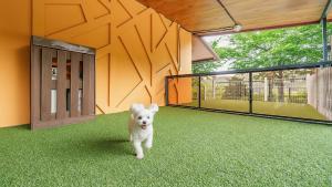 een witte hond die midden in een kamer staat bij Gapyeong Santa Maria Dog-friendly Privat in Gapyeong