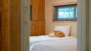 een oranje kat die op een bed slaapt bij Gapyeong Santa Maria Dog-friendly Privat in Gapyeong +2 foto's