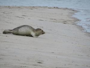 a seal laying on the sand on the beach at Luxury apartment in Renesse with infrared sauna in Renesse