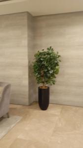 eine Pflanze in einem schwarzen Topf in einem Zimmer in der Unterkunft Sea Residences Moa Staycation- EVEREST in Sampong
