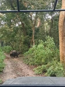 Dyr på resortet eller i nærheden