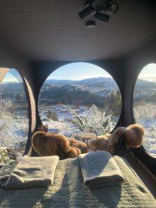 a group of dogs sitting on a bed in a van at Birdbox Bergen in Bergen +22 photos