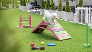 カピョンにあるGapyeong Dongban84 Glamping&Pool villaの遊び場のスロープを飛び越える白い犬