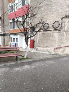 un albero sul lato di un edificio con panchina di Straja Mountain Escape a Lupeni Altre 11 foto
