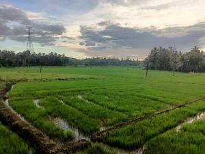 een veld van groene gewassen met bomen op de achtergrond bij Paddy Edge Ahangama in Ahangama
