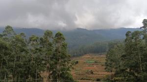 a field in the middle of a mountain with trees at MistyKera in Vattavada