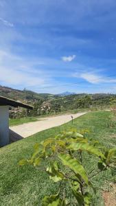 una planta verde al lado de una carretera en Chales Vidal, en Venda Nova do Imigrante