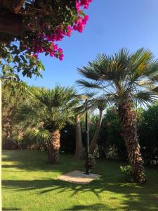 a group of palm trees in a field of grass at Appartamento Stintino in Cuile Pazzoni