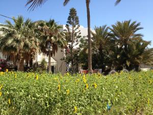 Hotel Djerba Orient外面的花园