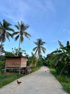 姆鲁Adventureswithst Homestay的两只鸡沿着棕榈树成荫的小路走着 更多40张照片