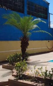 un palmier devant un mur bleu dans l'établissement Pousada Perolas de Itanhaem, à Itanhaém
