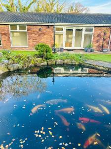 a pond with fish in front of a house at Randall Farm in Fawkham