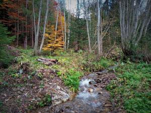 a stream in the middle of a forest with trees at Chata Bachláč, Jarabá in Jarabá