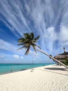 een palmboom op een strand met een schommel bij Sosun View Private Villa in Thoddoo
