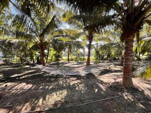 Κήπος έξω από το Coconut Farm stay - Near Somnath