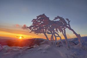 een boom bovenop een besneeuwde berg met de zonsondergang bij Les Champis in La Bresse