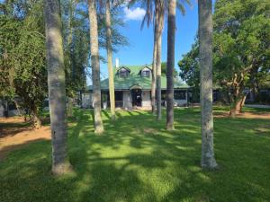 彼得马里茨堡The Corner Guesthouse的院子里有一排棕榈树，房子就在那里。