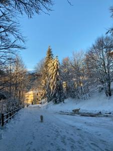 Ein paar Tiere laufen eine schneebedeckte Straße entlang in der Unterkunft B B Regina in Abetone
