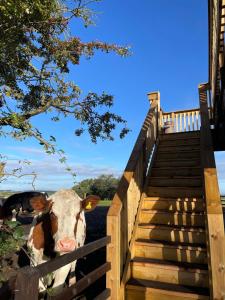 una vaca parada junto a una valla de madera en West Coast Whistlestop, en Ochiltree 18 fotos más