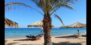 a palm tree on a beach with chairs and umbrellas at Jaz Sharm Dream Vacation Club Time Share - Reservation only on Saturdays - Min stay 7 Days in Sharm El Sheikh