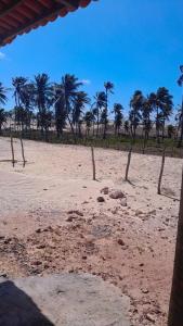 een groep palmbomen op een zandstrand bij Casa dunas in Guajiru
