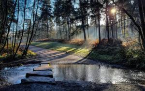 a path through a forest with a pond and trees at Nightingale Cottage in Stafford +19 photos