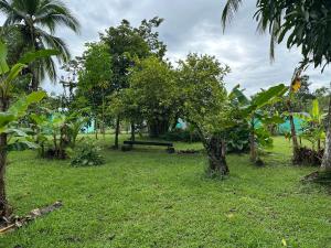 een park met bomen en een bank in het gras bij Bobinsana INN in Puerto Limón
