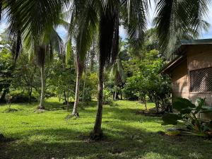 een groep palmbomen naast een huis bij Bobinsana INN in Puerto Limón